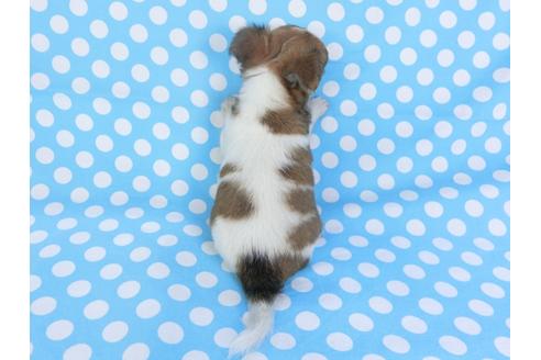 成約済の千葉県のチワワ(ロングコート)-98484の2枚目